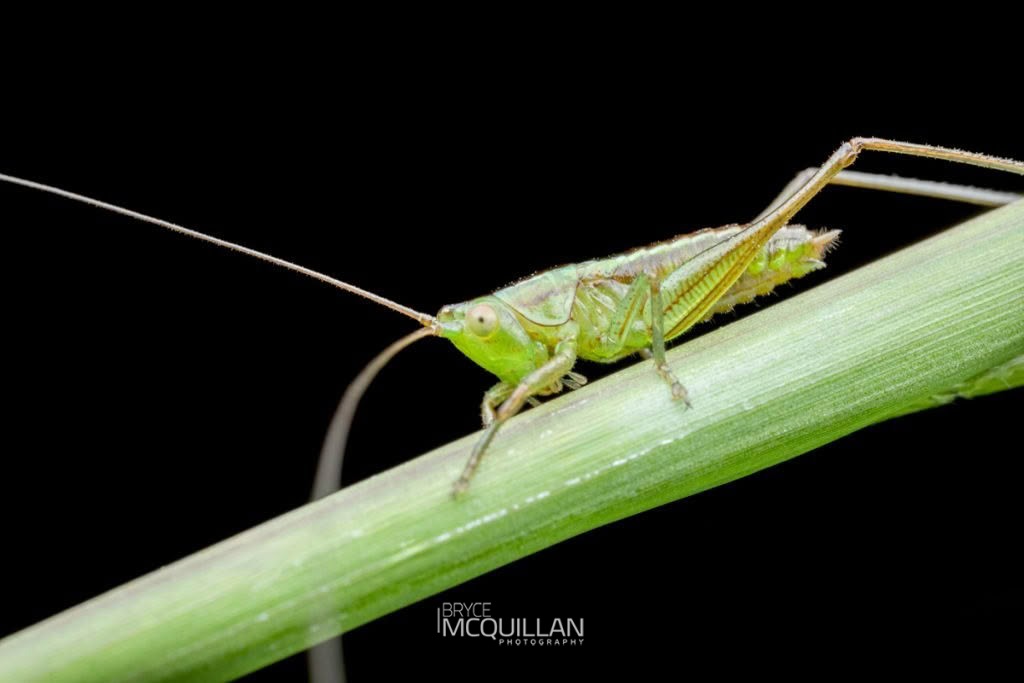 Blackish Meadow Katydid (Conocephalus semivittatus), Tettigoniidae, photographed in New Zealand by Bryce McQuillan