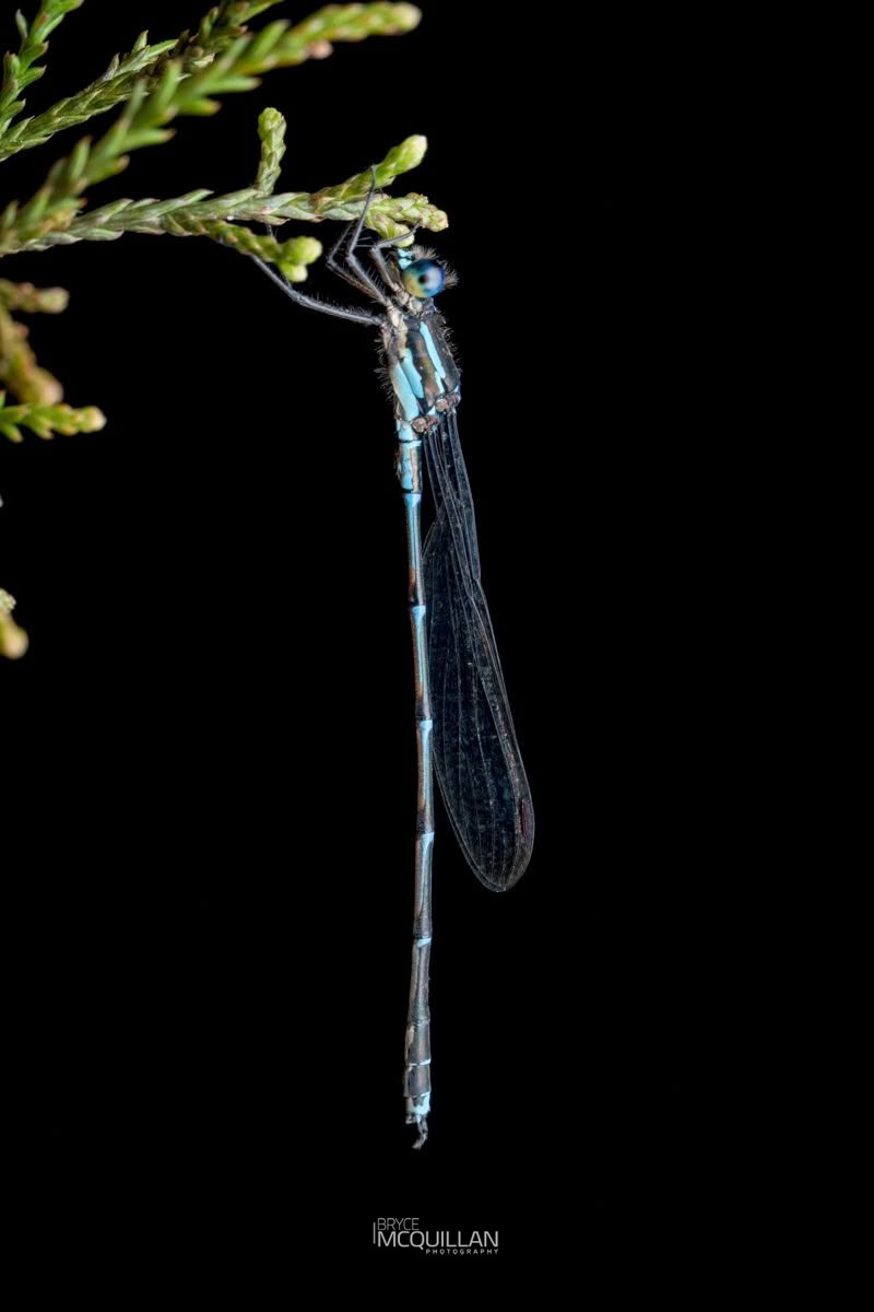 Blue Damselfly (Austrolestes colensonis), Lestidae, photographed in New Zealand by Bryce McQuillan