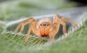 Clubiona spp, Clubionidae, photographed in New Zealand by Bryce McQuillan