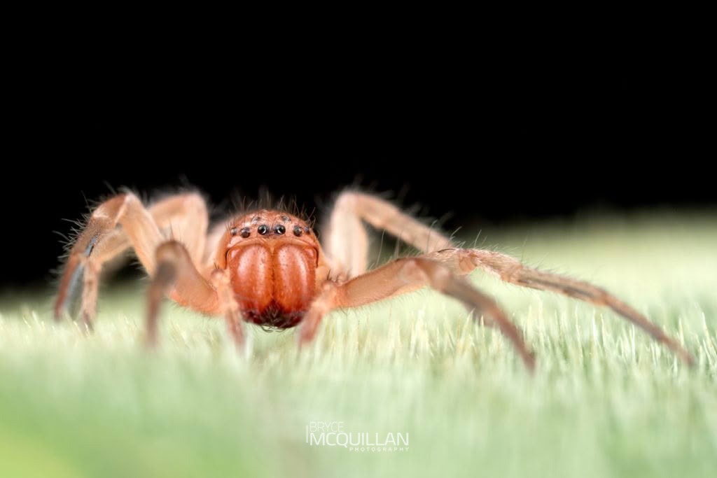 _41I9616E.psd (Clubiona spp), Clubionidae, photographed in New Zealand by Bryce McQuillan