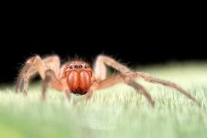 Clubiona spp, Clubionidae, photographed in New Zealand by Bryce McQuillan
