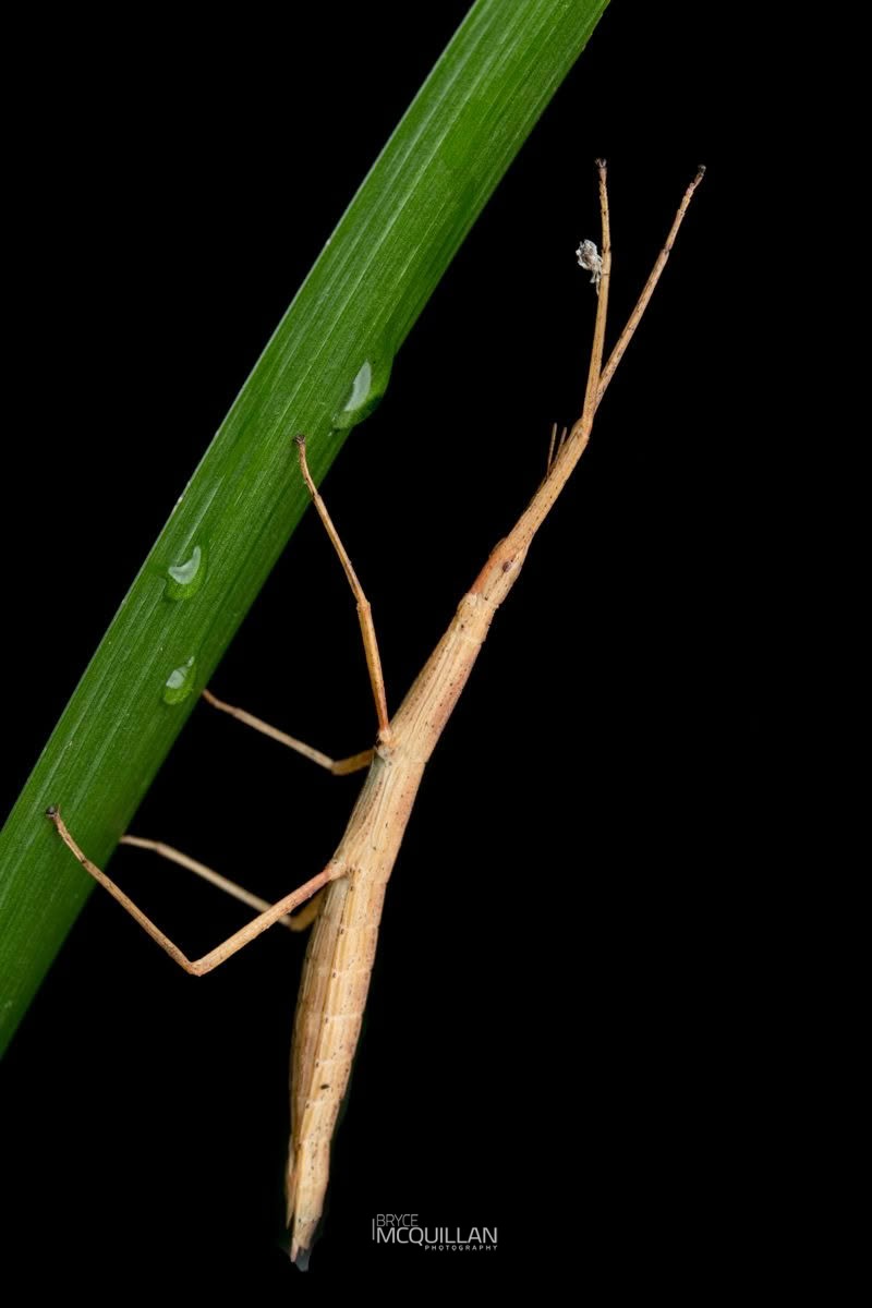 Ridgebacked Stick Insect (Tectarchus ovobessus), Diapheromeridae, photographed in New Zealand by Bryce McQuillan
