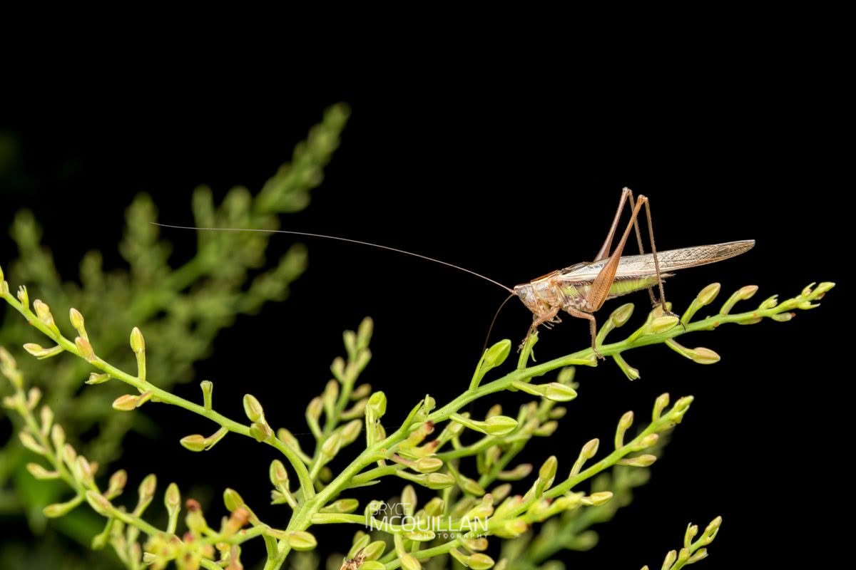 Whitish Meadow Katydid (Conocephalus albescens), Tettigoniidae, photographed in New Zealand by Bryce McQuillan