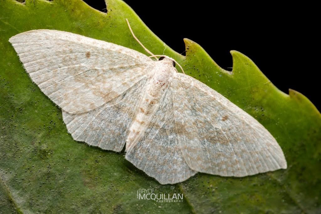 Native Cranberry Moth (Poecilasthena pulchraria), Geometridae, photographed in New Zealand by Bryce McQuillan