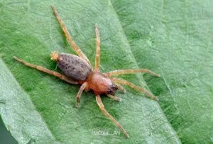 Clubiona spp, Clubionidae, photographed in New Zealand by Bryce McQuillan