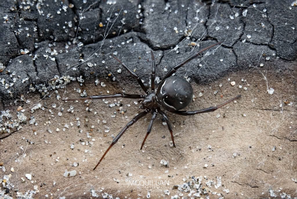 _48A4655EE (Latrodectus katipo), Theridiidae, photographed in New Zealand by Bryce McQuillan