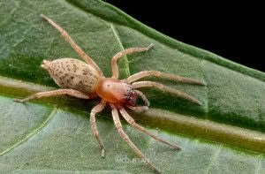Clubiona convoluta, Clubionidae, photographed in New Zealand by Bryce McQuillan