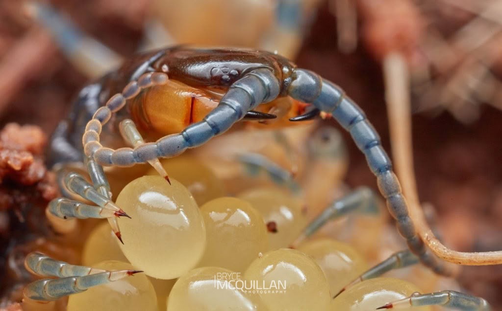 Cormocephalus westwoodi huttoni, photographed in New Zealand by Bryce McQuillan