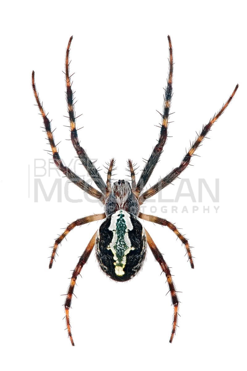 Novaranea queribunda, photographed in New Zealand by Bryce McQuillan