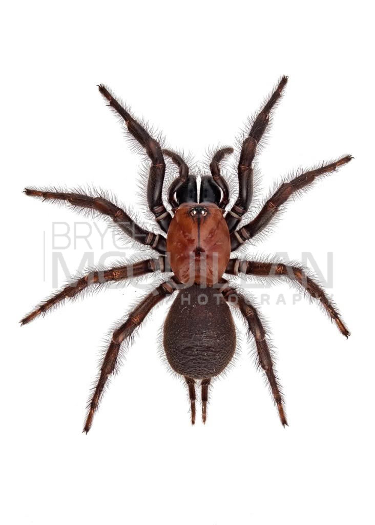 Black Tunnelweb Spider (Porrhothele antipodiana), Porrhothelidae, photographed in New Zealand by Bryce McQuillan