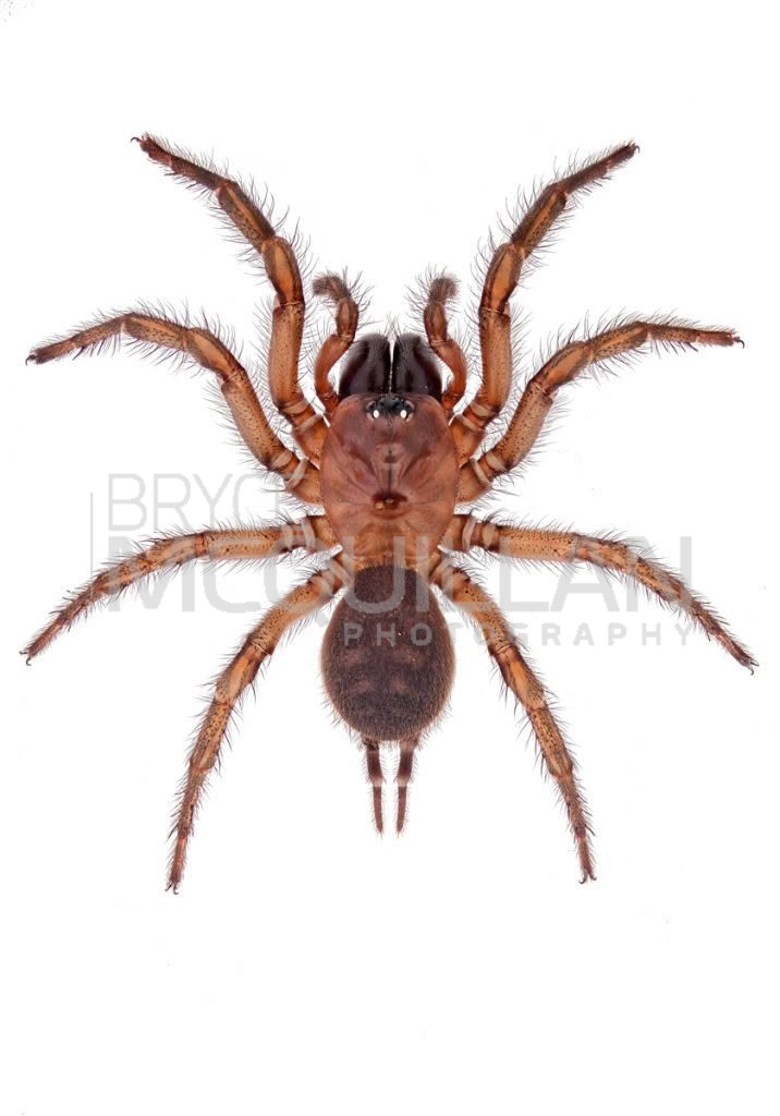 Porrhothele sp, Porrhothelidae, photographed in New Zealand by Bryce McQuillan