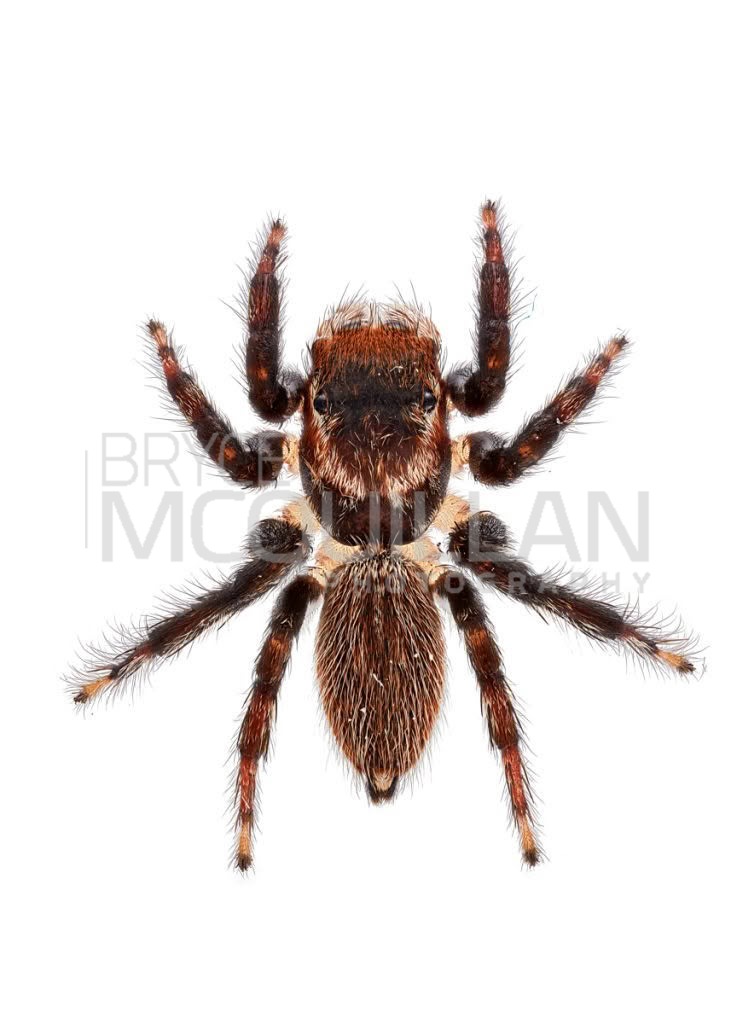 Maratus griseus, Salticidae, photographed in New Zealand by Bryce McQuillan