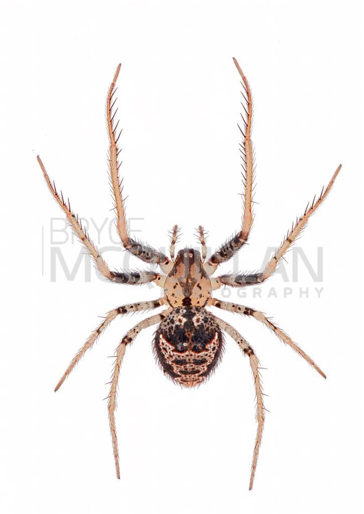 Mount Hartley Pirate Spider (Australomimetus hartleyensis), Mimetidae, photographed in New Zealand by Bryce McQuillan