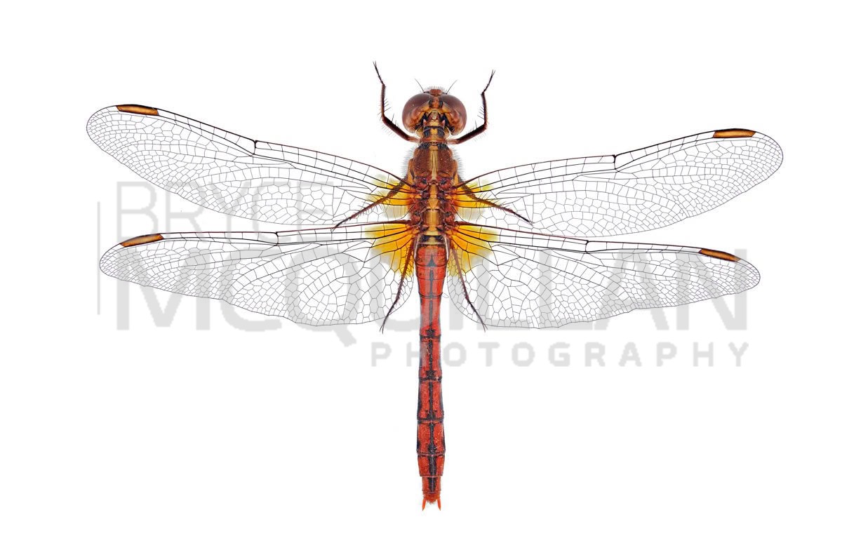 Wandering Percher (Diplacodes bipunctata), Libellulidae, photographed in New Zealand by Bryce McQuillan