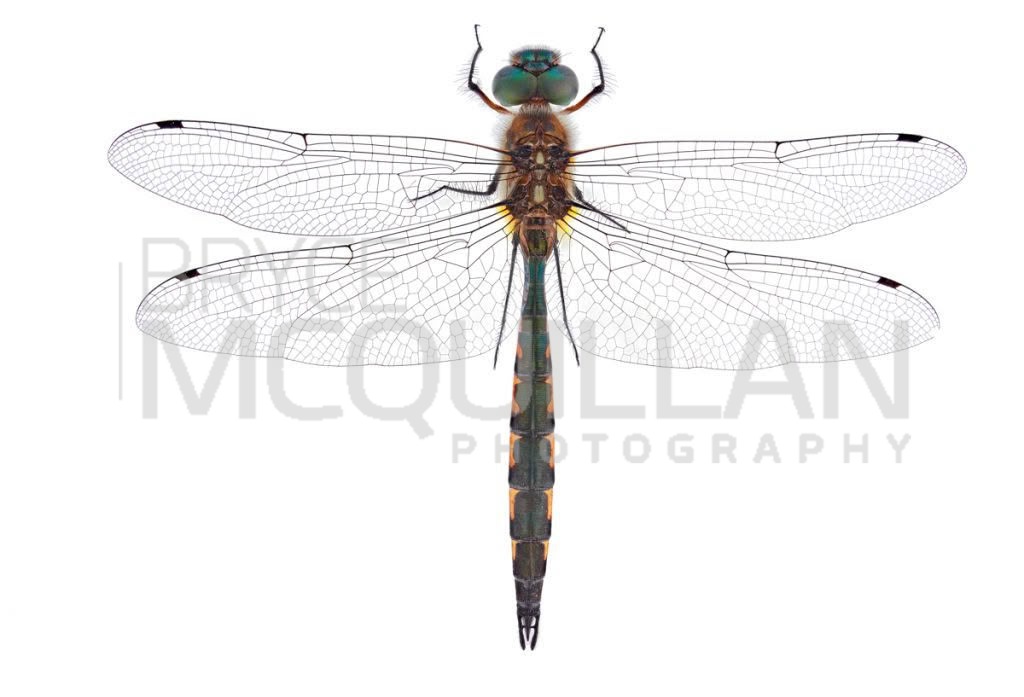 Sentry Dragonfly (Hemicordulia australiae), Corduliidae, photographed in New Zealand by Bryce McQuillan