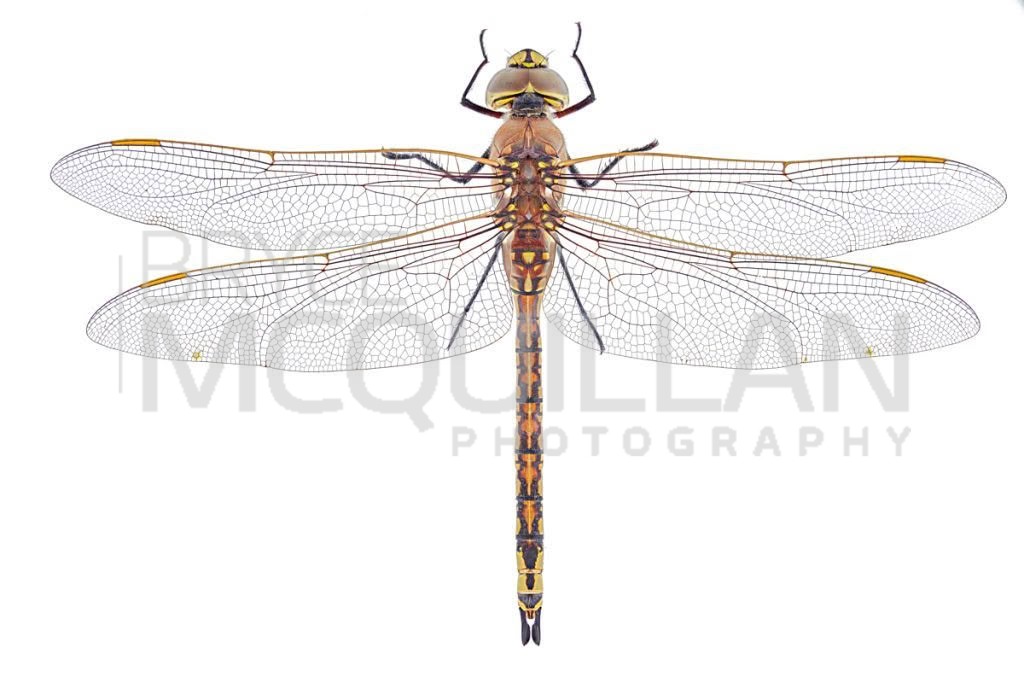 Australian Emperor (Anax papuensis), Aeshnidae, photographed in New Zealand by Bryce McQuillan