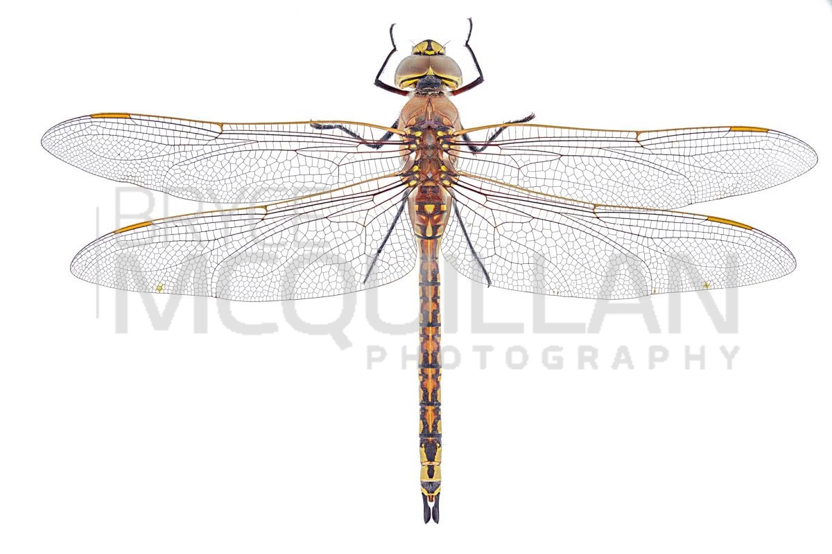 Australian Emperor (Anax papuensis), Aeshnidae, photographed in New Zealand by Bryce McQuillan