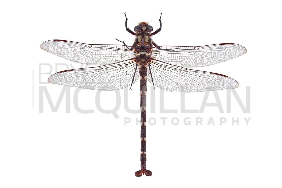 Carové’s Giant Dragonfly (Uropetala carovei), Petaluridae, photographed in New Zealand by Bryce McQuillan