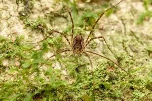 Triascutum triascutum, Neopilionidae, photographed in New Zealand by Bryce McQuillan
