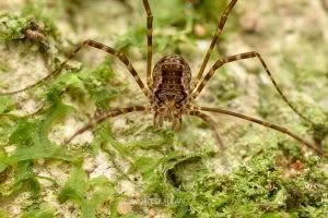 Triascutum triascutum, Neopilionidae, photographed in New Zealand by Bryce McQuillan