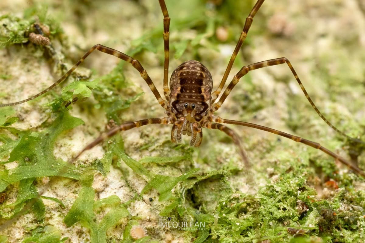 Triascutum triascutum, Neopilionidae, photographed in New Zealand by Bryce McQuillan