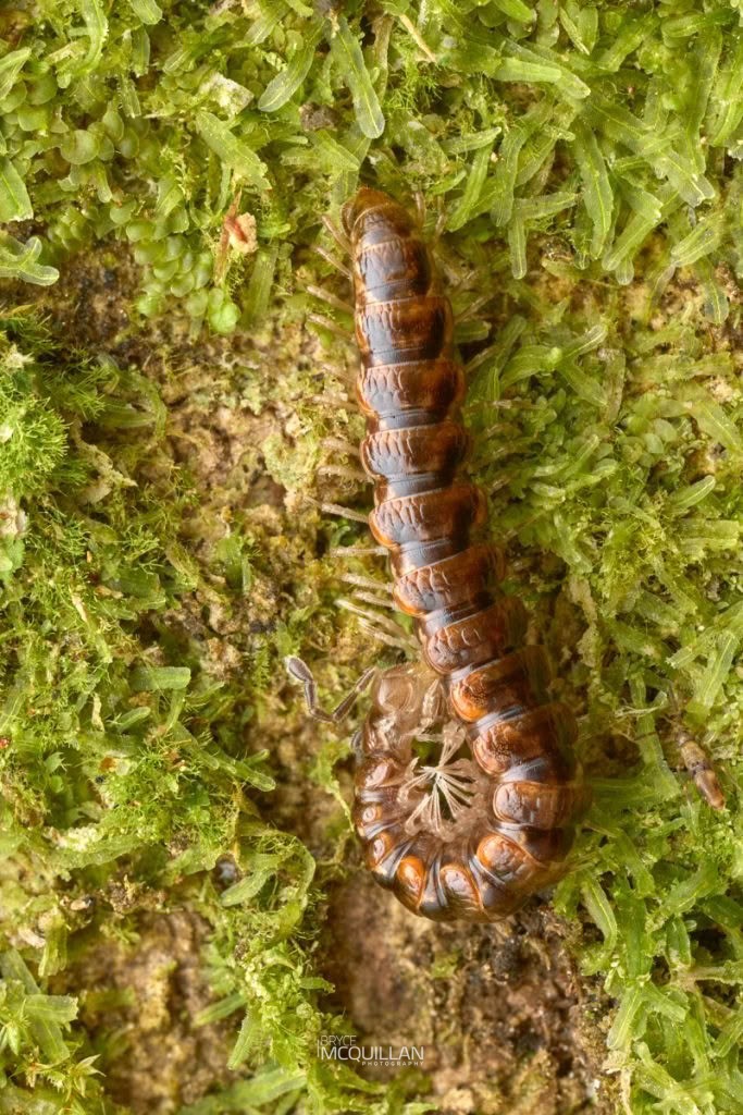 Icosidesmus spp, Dalodesmidae, photographed in New Zealand by Bryce McQuillan