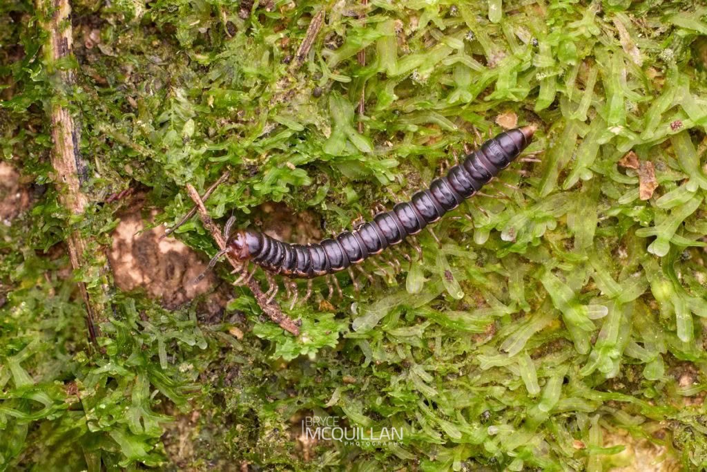 Akamptogonus novarae, Paradoxosomatidae, photographed in New Zealand by Bryce McQuillan