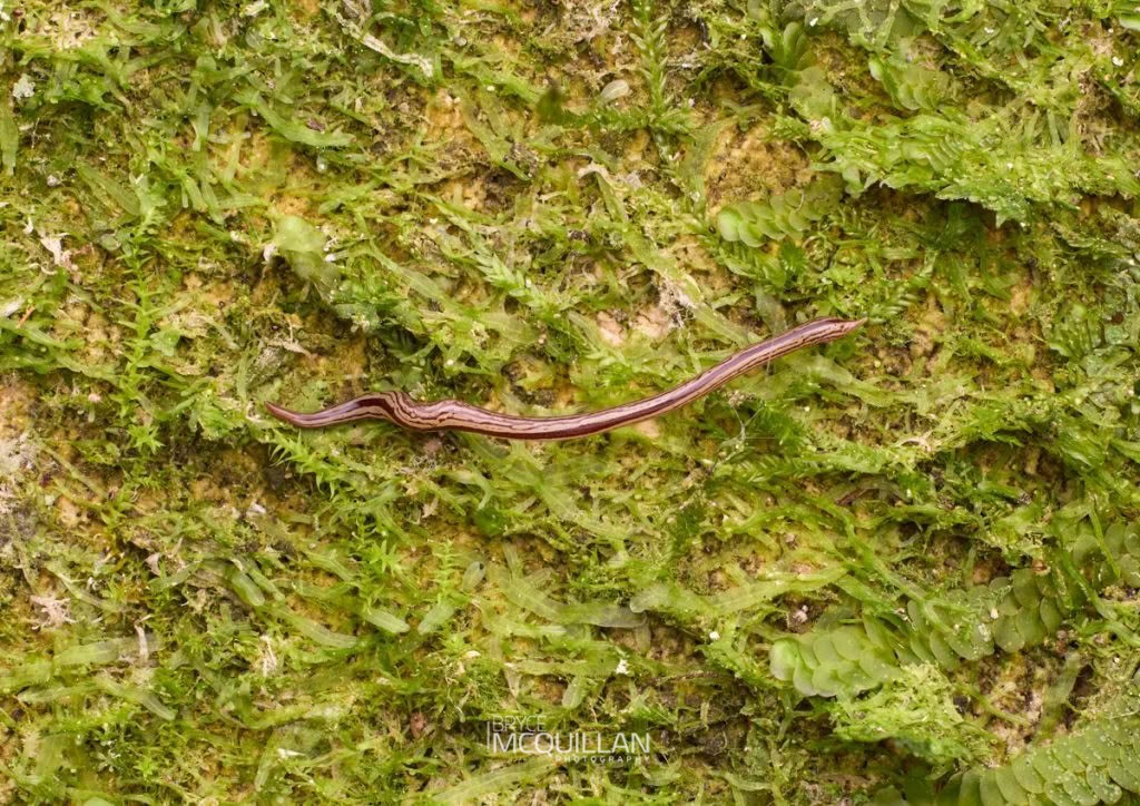 Geoplanidae sp, Geoplanidae, photographed in New Zealand by Bryce McQuillan