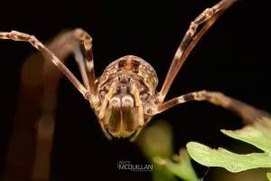 Puwere pureora, Neopilionidae, photographed in New Zealand by Bryce McQuillan