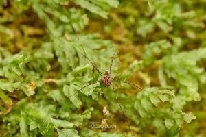 Puwere pureora, Neopilionidae, photographed in New Zealand by Bryce McQuillan