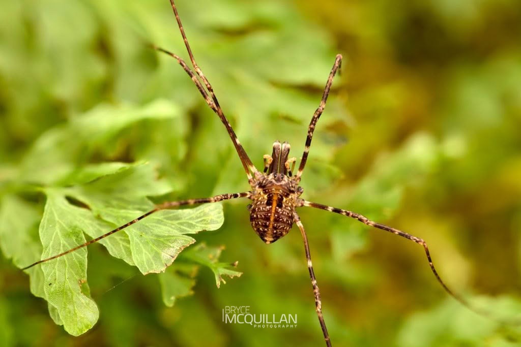 Puwere pureora, Neopilionidae, photographed in New Zealand by Bryce McQuillan