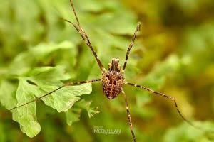 Puwere pureora, Neopilionidae, photographed in New Zealand by Bryce McQuillan