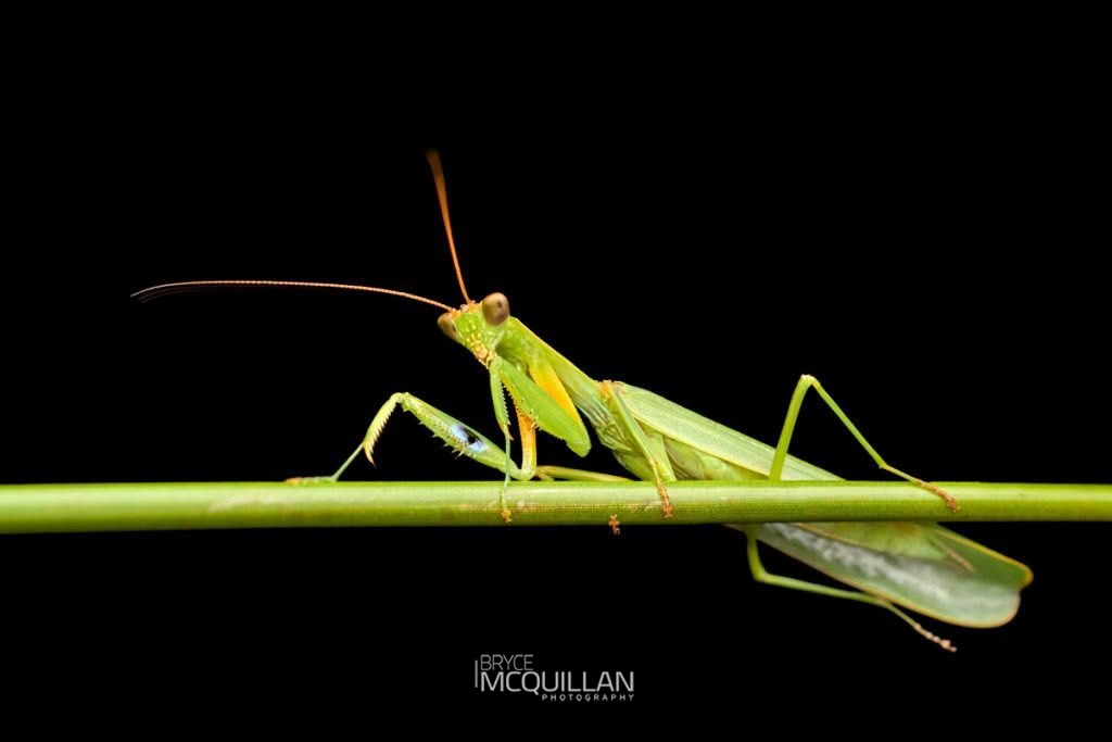New Zealand Mantis (Orthodera novaezealandiae), Mantidae, photographed in New Zealand by Bryce McQuillan