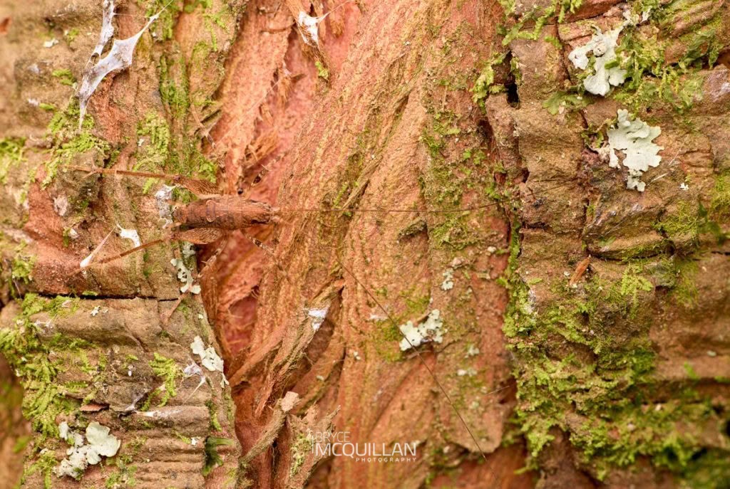 Auckland Tree Weta (Neonetus spp), Rhaphidophoridae, photographed in New Zealand by Bryce McQuillan