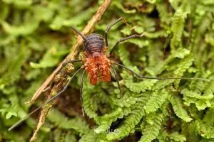 Sorensenella rotara, Triaenonychidae, photographed in New Zealand by Bryce McQuillan