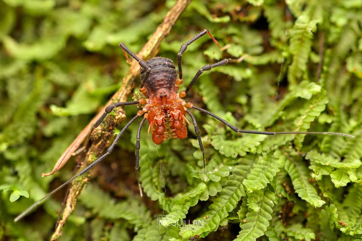 Sorensenella rotara, Triaenonychidae, photographed in New Zealand by Bryce McQuillan