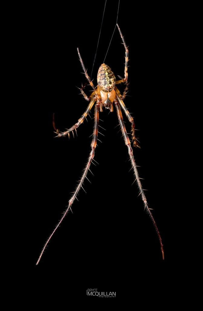 Tawhai arborea, Tetragnathidae, photographed in New Zealand by Bryce McQuillan