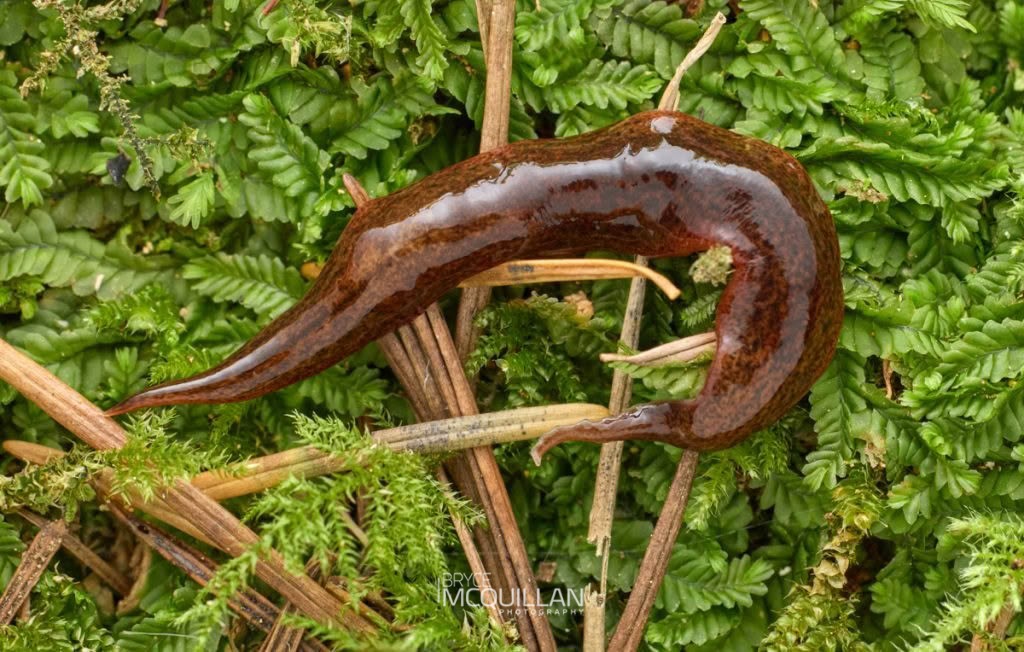 Geoplanidae sp, Geoplanidae, photographed in New Zealand by Bryce McQuillan