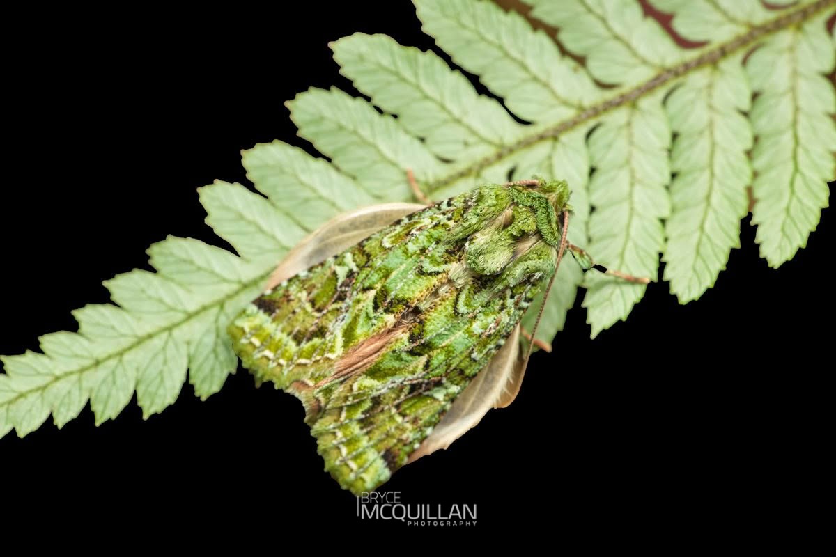 Mahoe-stripper Moth (Feredayia graminosa), Noctuidae, photographed in New Zealand by Bryce McQuillan