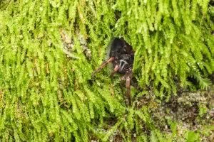 Stanwellia spp, Pycnothelidae, photographed in New Zealand by Bryce McQuillan