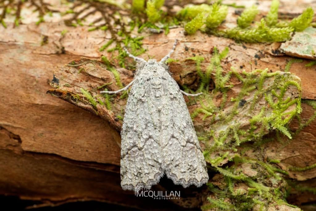 Forest Semilooper (Declana floccosa), Geometridae, photographed in New Zealand by Bryce McQuillan