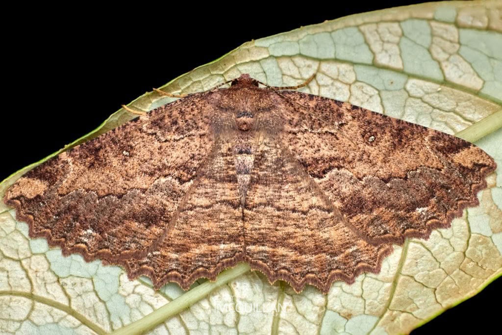 Brown evening moth (Gellonia dejectaria), Geometridae, photographed in New Zealand by Bryce McQuillan