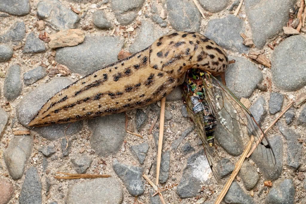 Leopard Slug (Limax maximus), Limacidae, photographed in New Zealand by Bryce McQuillan