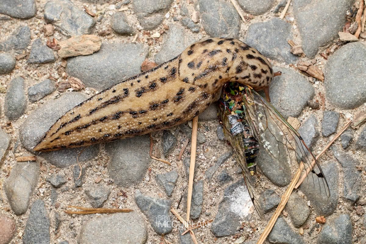 Leopard Slug (Limax maximus), Limacidae, photographed in New Zealand by Bryce McQuillan