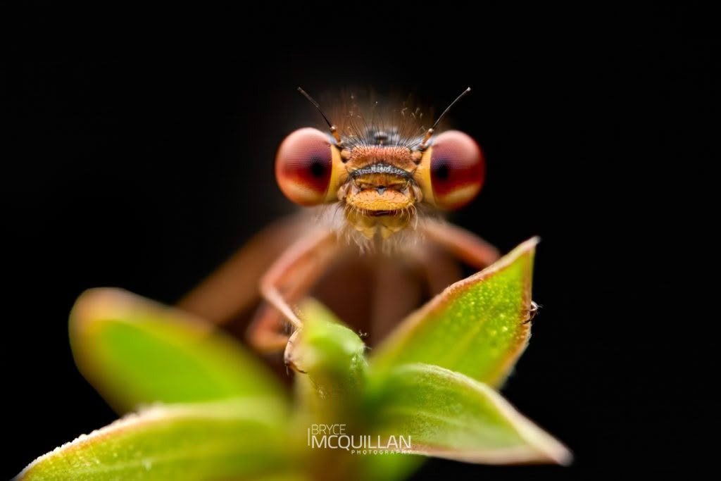 Red Damselfly (Xanthocnemis zealandica), Coenagrionidae, photographed in New Zealand by Bryce McQuillan