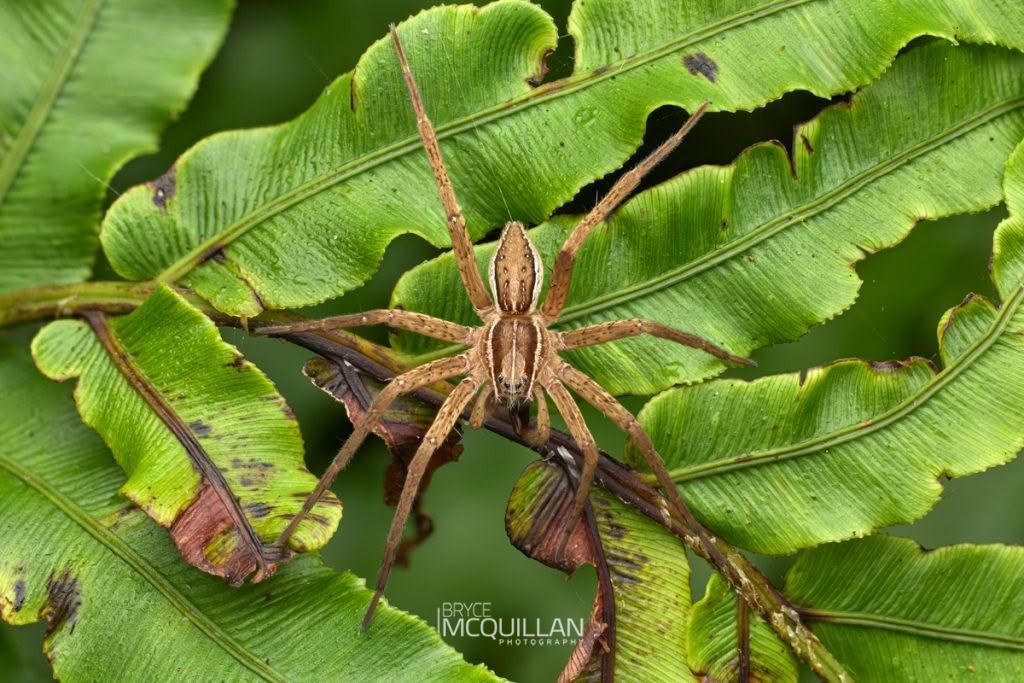 New Zealand Nursery Web Spider (Dolomedes minor), Dolomedidae, photographed in New Zealand by Bryce McQuillan