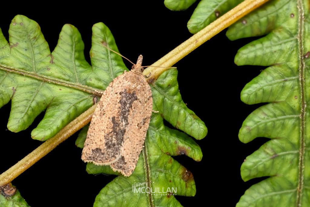Blackheaded Leafroller (Ctenopseustis obliquana), Tortricidae, photographed in New Zealand by Bryce McQuillan
