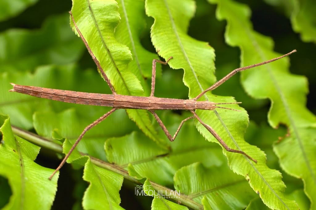 Ridgebacked Stick Insect (Tectarchus ovobessus), Diapheromeridae, photographed in New Zealand by Bryce McQuillan