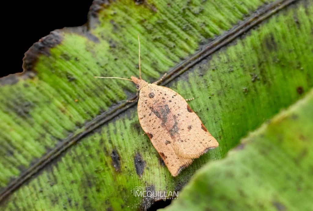 Apoctena flavescens, Tortricidae, photographed in New Zealand by Bryce McQuillan