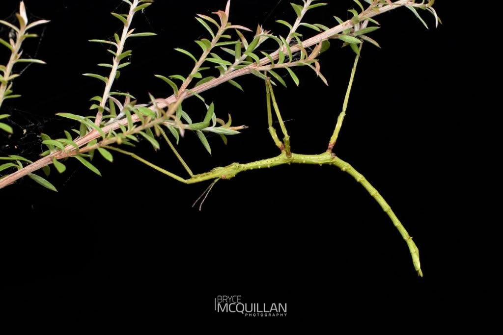 Prickly Stick Insect (Acanthoxyla prasina), Phasmatidae, photographed in New Zealand by Bryce McQuillan